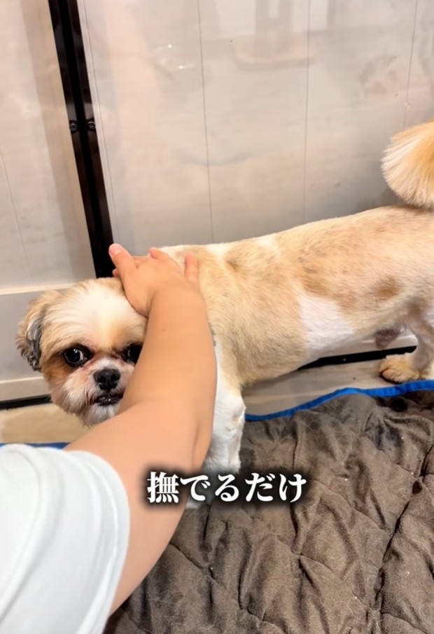 なでるだけで脱ふん…（「anifareマークイズ福岡ももちシェルター」提供、Instagramよりキャプチャ撮影）