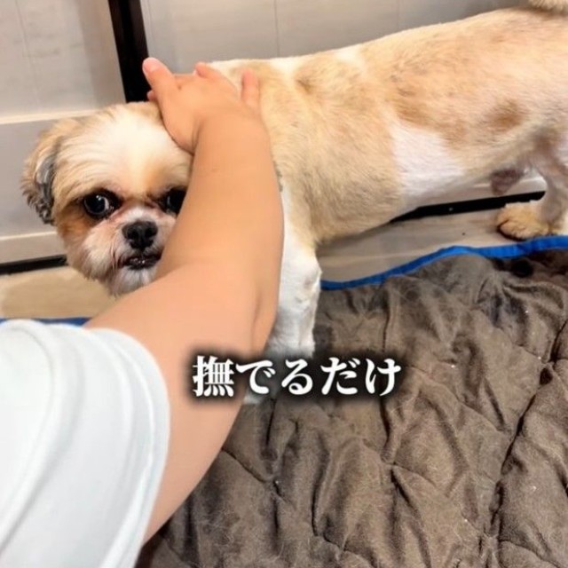 なでるだけで脱ふん…（「anifareマークイズ福岡ももちシェルター」提供、Instagramよりキャプチャ撮影）