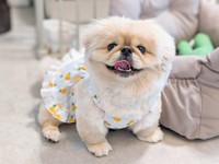 笑顔がキュートなどんきちくん（画像提供：ペキのどんきちさん）