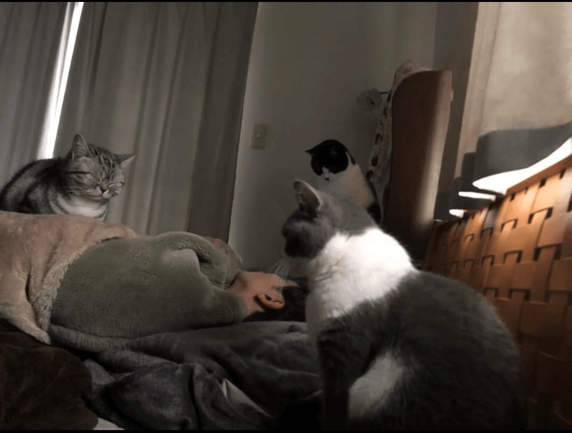何かの儀式が始まる？眠る夫氏を見守る猫たち