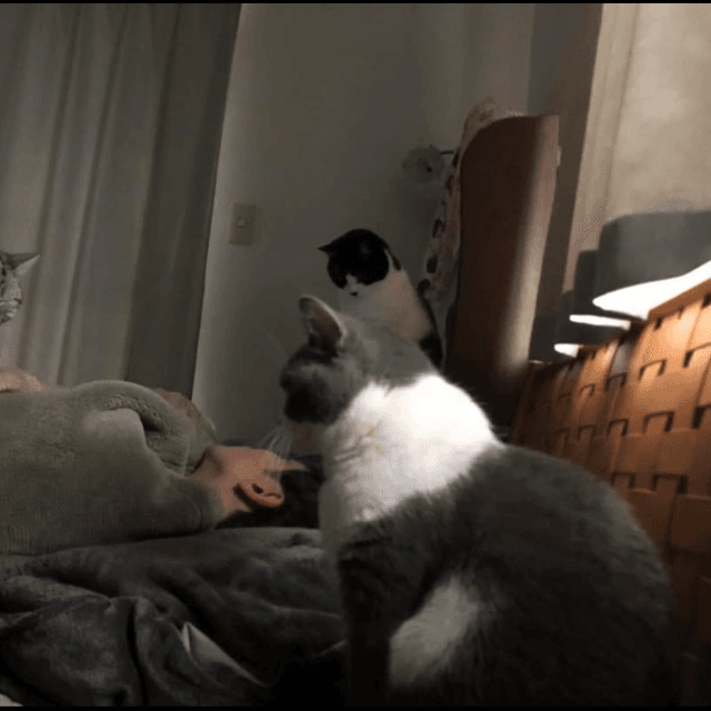何かの儀式が始まる？眠る夫氏を見守る猫たち