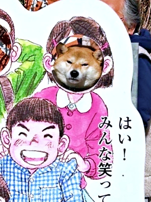 顔はめパネルを試したらーー渋いお顔になったちびこちゃん（画像提供：柴犬ちびこさん）