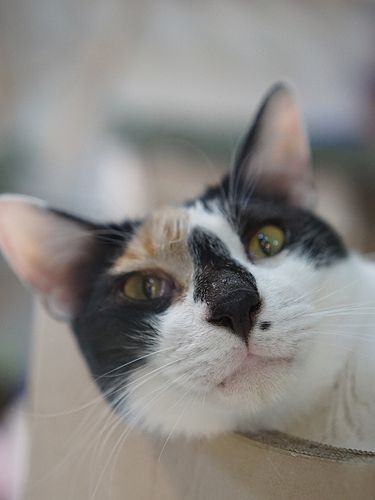 広報部長のみけおも夏に卒業予定