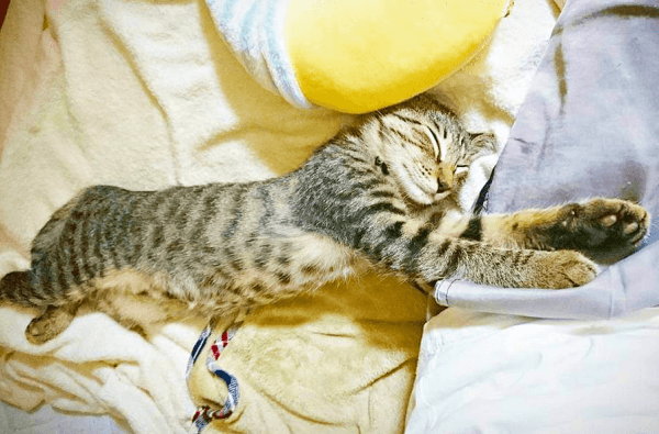 保護3日目、安心して人間のベッドで寝るようになった茶さん（画像提供：MERRY and BRIGHTさん） 