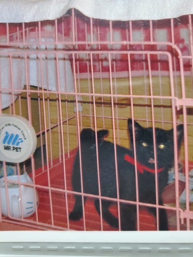 子猫時代……山猫というか野犬ぽいというか、「勇ましかった」のがイヌオの名前の由来、かも。