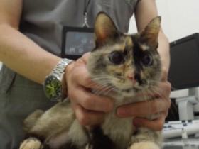 「ふるさと納税」で保護猫を救おう　獣医師会が活動を始める