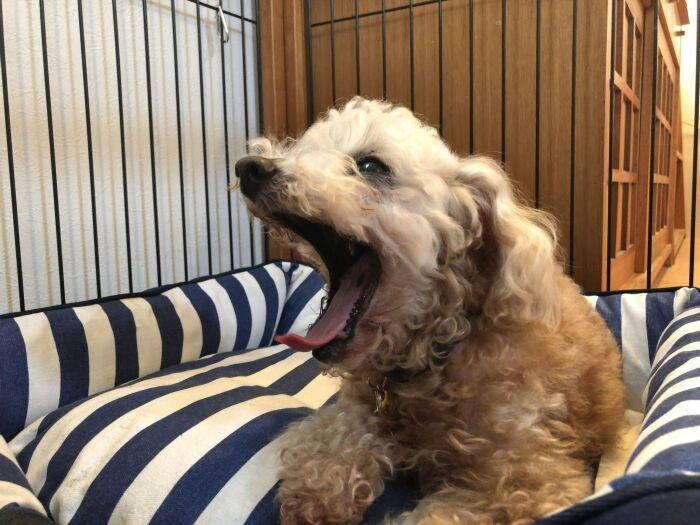 自分の居場所をしっかり確保し、大あくびのエルモちゃん。繁殖犬としてお疲れ様でした。すばらしい家族との出会いを待とう！