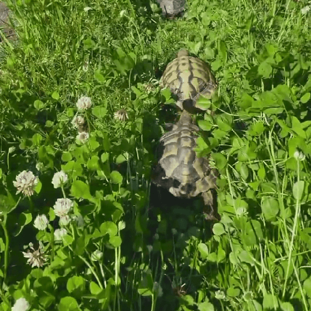 獣道ならぬ「亀道」まるで絵本のような風景