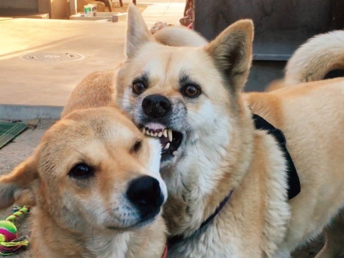 でも、かじられている　（辰巳出版）