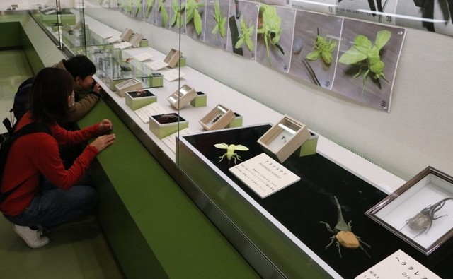 緻密に折られた昆虫に見入る来館者
