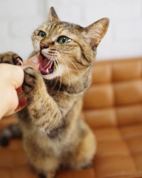 「猫の草くださ～い！」と襲いかかる