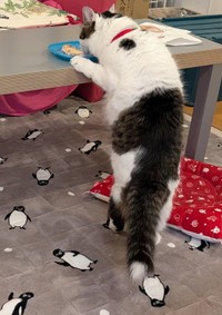 食い意地を張って一生懸命食い逃げをする猫ちゃん（提供：NPO法人　府中猫の会さん）