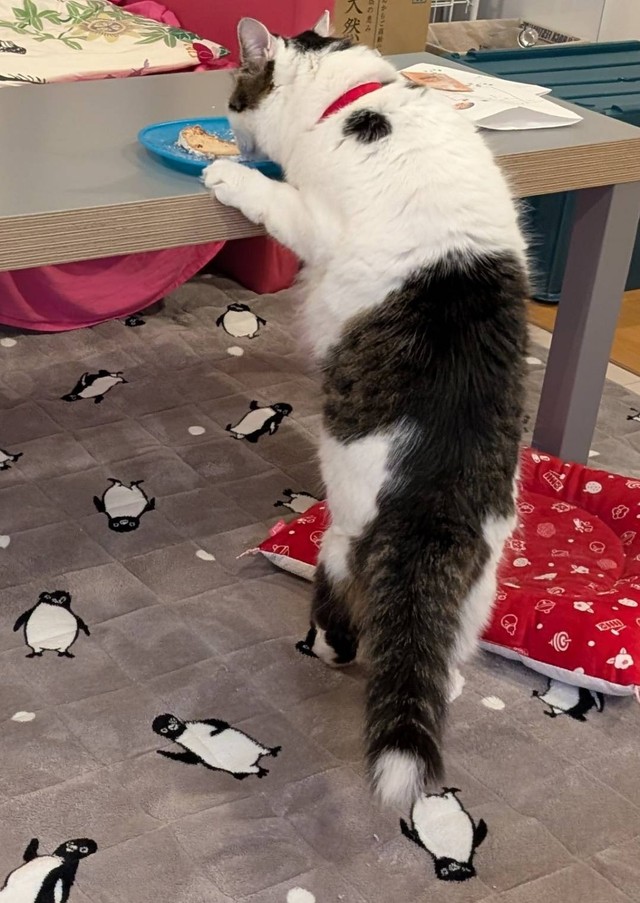 食い意地を張って一生懸命食い逃げをする猫ちゃん（提供：NPO法人　府中猫の会さん）