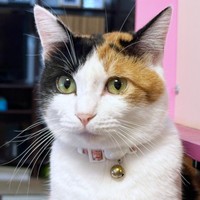 まん丸なお顔が愛らしいみくちゃん（画像提供：ねこ好きさゆりんさん）