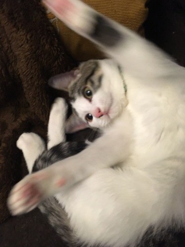 元気いっぱいのシッピ(大森直撮影)