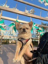 飼い主さんお気に入りの写真（提供：てん（５）さん）