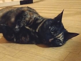 猫にオヤツをあげたい1歳児　猫と子の根競べ、ついにその瞬間が