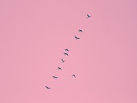 似合わないからと避けてきたピンクは、私にとって武器になる色だった