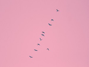 似合わないからと避けてきたピンクは、私にとって武器になる色だった