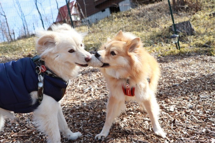 2匹で楽しく遊ぶ（穴澤さん提供）