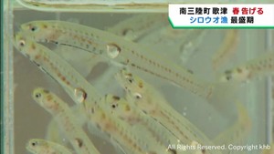 春の訪れ告げるシロウオ漁が最盛期　宮城・南三陸町