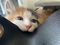 カバンって、いい噛みごこちね