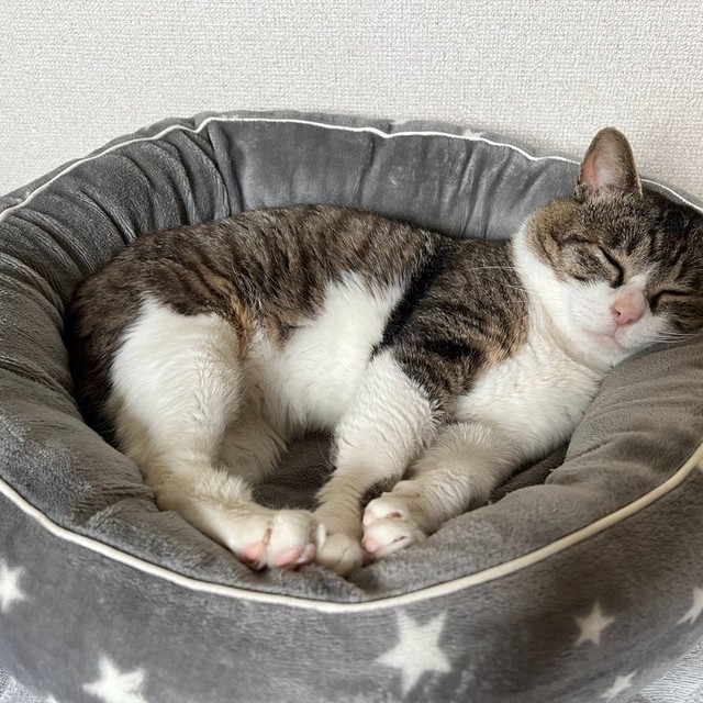 保護から2カ月、すやすや眠る喜次郎くん（画像提供：茶トラ猫のニャン太とキジシロの喜次郎さん）