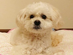 名前を呼ぶと「はーい」と手を上げるよ　ミックス犬「だいすけ」