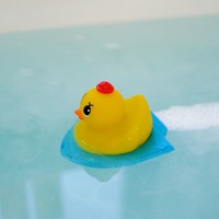 アヒルを眺めて頭をからっぽに…