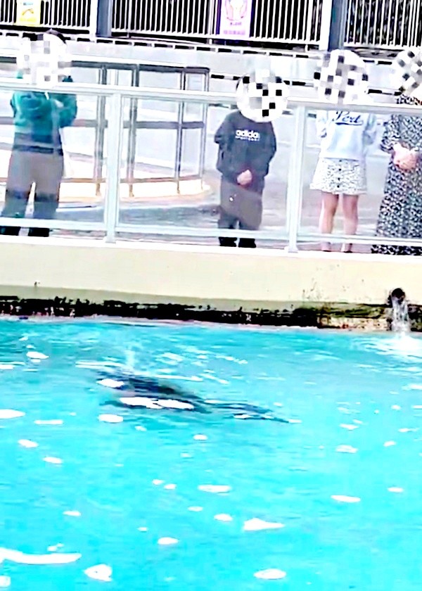 くるりと旋回して前へ進むコエルちゃん（画像提供：Suunoさん）