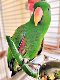 青唐辛子をつかんで食事を楽しむオオハナさん（画像提供：ゴンさん）