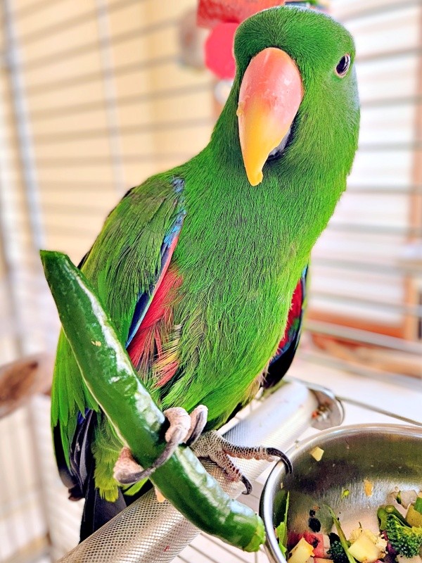 青唐辛子をつかんで食事を楽しむオオハナさん（画像提供：ゴンさん）