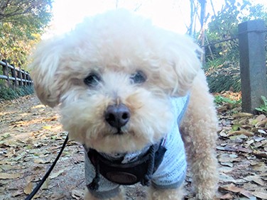 毎日のお散歩が健康の秘訣　１０歳のトイプードル、チョコ