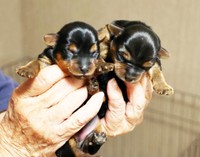 2匹の元気な赤ちゃんが生まれました！