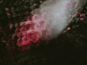 嘘が真実に変わるその日まで。私は自分を守るためにキャラを演じ続ける