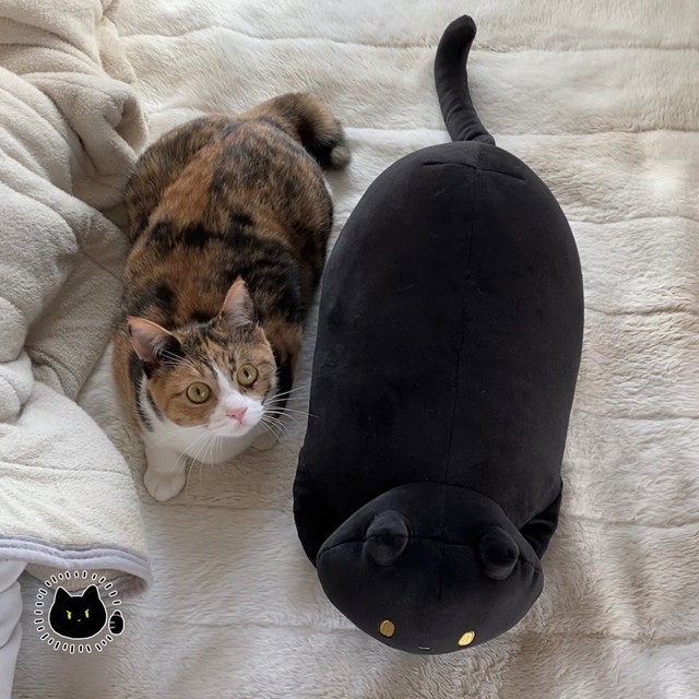 「チビ」ことみたらしちゃん（AKRさん提供）