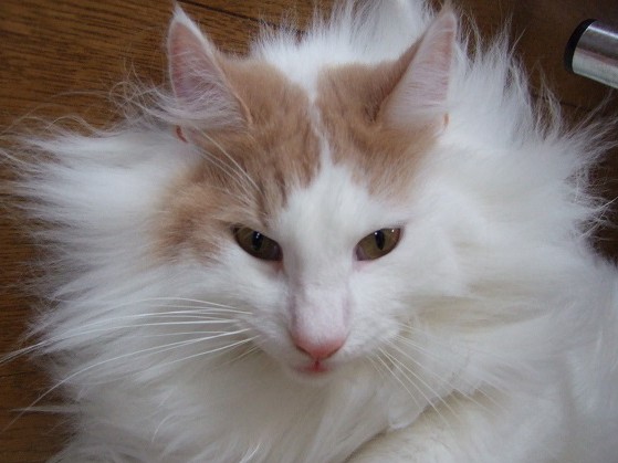 寒い国からやって来たロング　貴公子みたいな白い毛