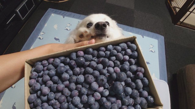 待ちきれない様子の楽くん（提供：くーさんママさん）