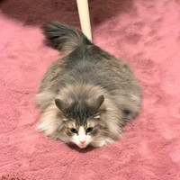 まるでツチノコ！？ ぺたんと寝そべるkiriくん（画像提供：kiriくん）