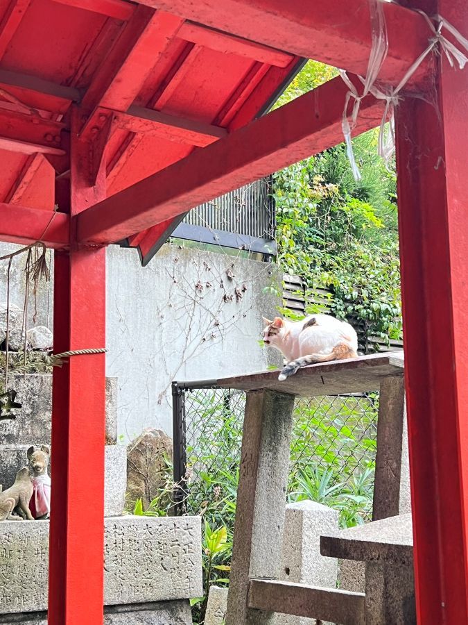 伏見稲荷大社の鳥居で堂々とくつろぐ猫さんが「神々しい」 撮影者「神