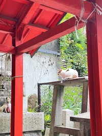毛並みの模様が異なる猫もいます。 ※松村上久郎さん提供