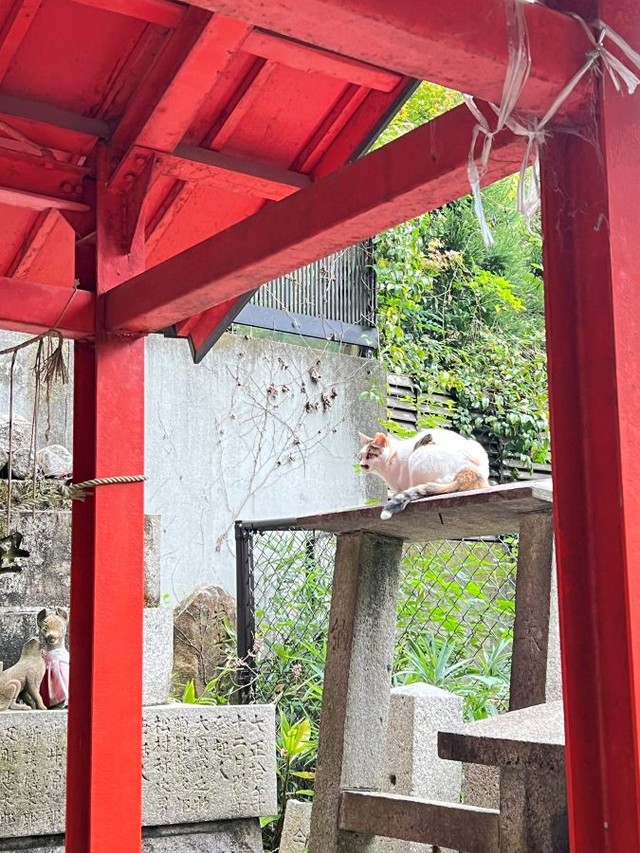 毛並みの模様が異なる猫もいます。 ※松村上久郎さん提供