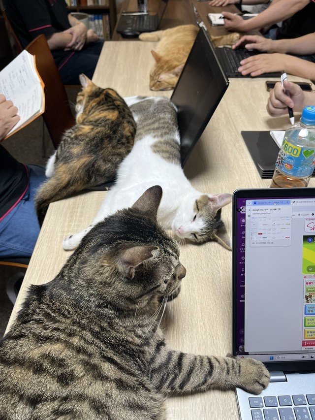 社内の会議風景…猫・猫・猫！（「しまや出版 癒し課」提供）