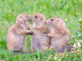 動物の“キス”をえりすぐり　「かわいい！」がつまった写真集に