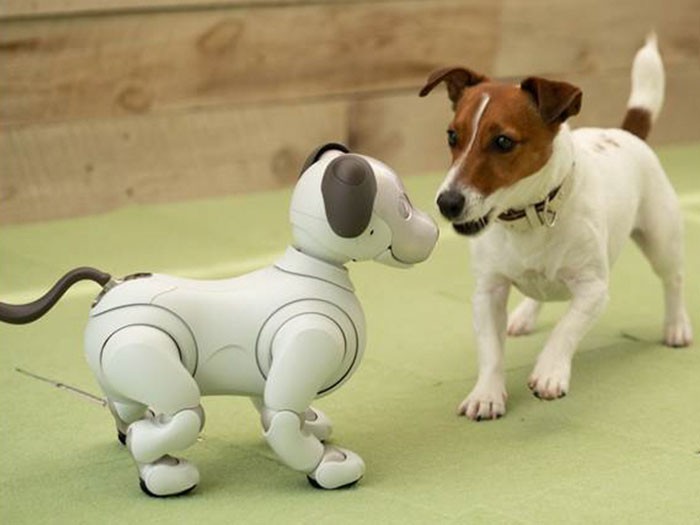 アイボとジャック・ラッセル・テリア＝ソニー提供