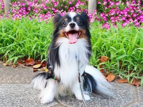 大切な大切な、我が家のプリンス　愛嬌たっぷりパピヨン「王子」