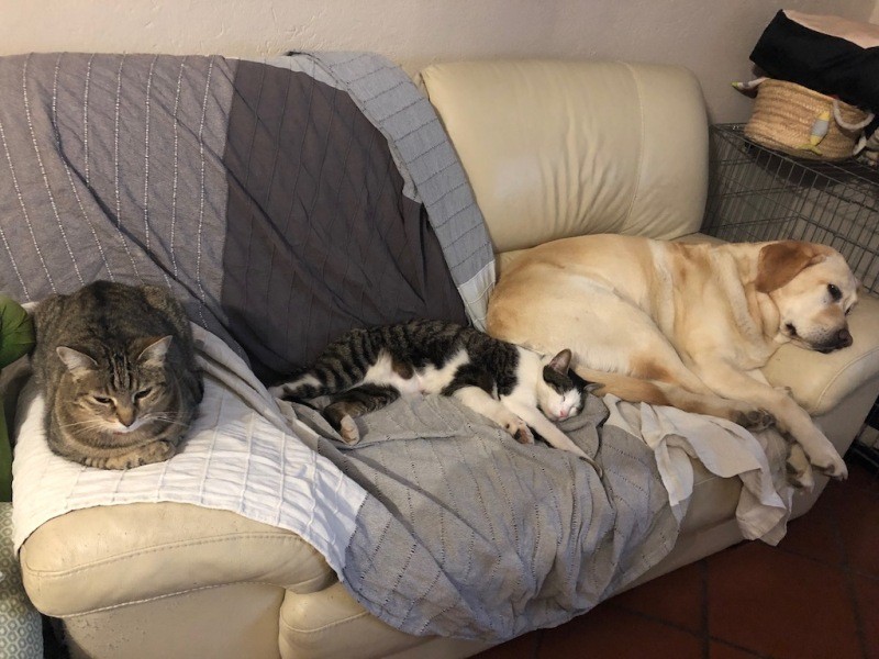 左からニーナ、ジージョ、グレース。家でのいつもの光景。