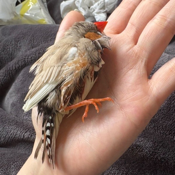 飼い主さんの手のひら眠るみっちゃん（画像提供：ぜろさんさん）