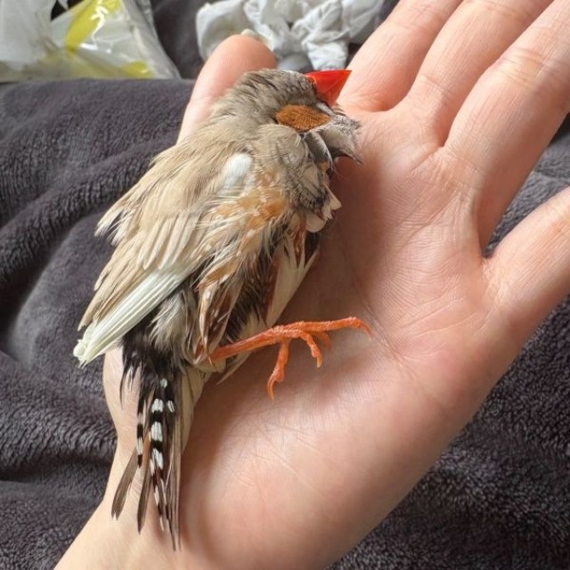 飼い主さんの手のひら眠るみっちゃん（画像提供：ぜろさんさん）