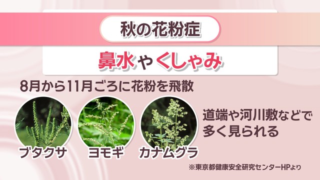 秋の花粉症